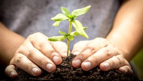 Marito e moglie piantano 4 milioni di alberi e salvano una foresta