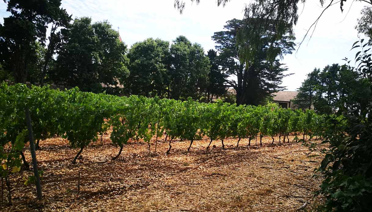 saint-honorat-vigneti