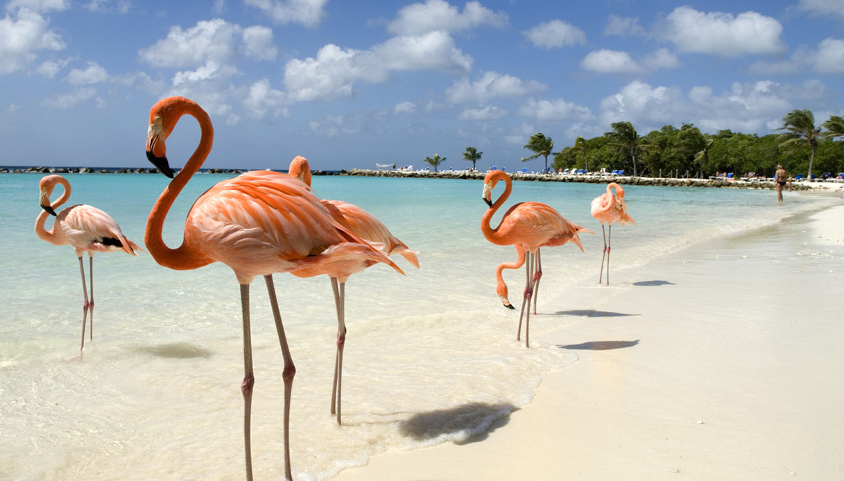 Renaissance Island e Flamingo Beach