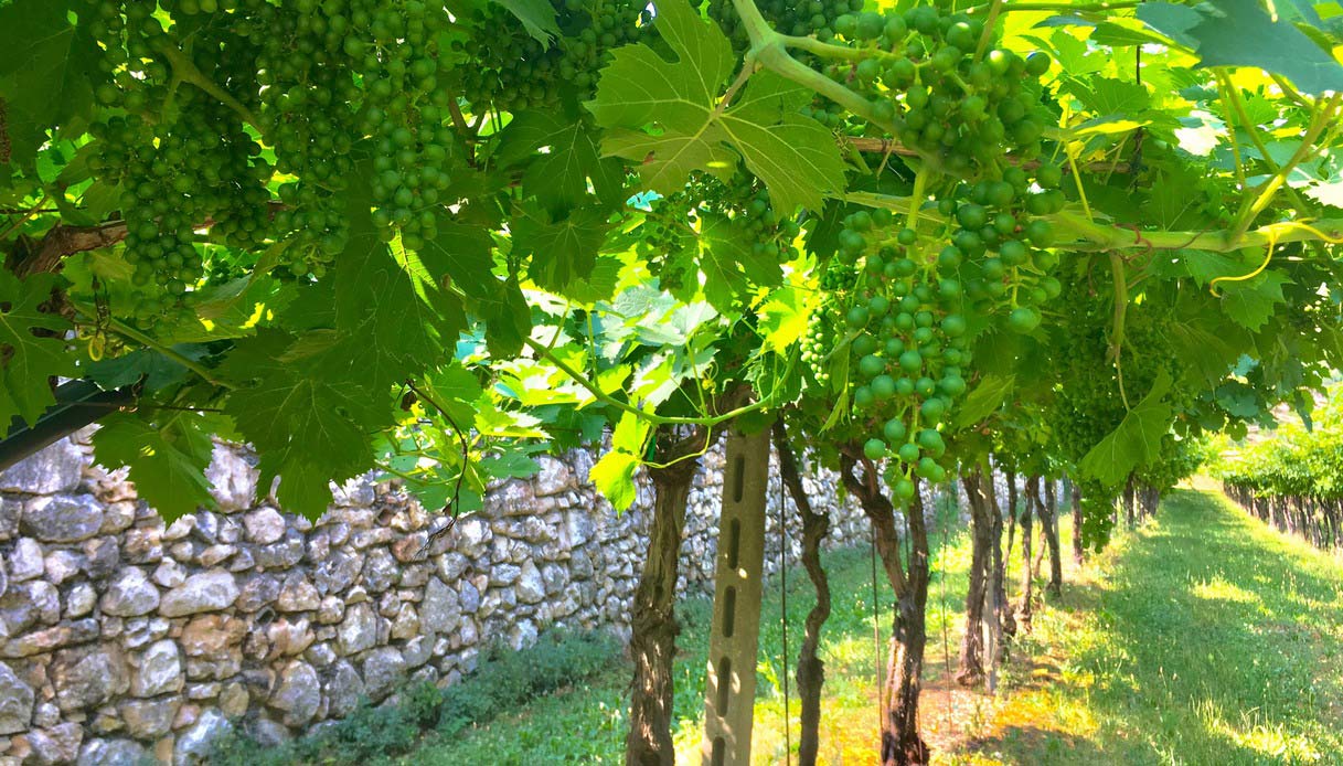 Le vigne del Valpolicella