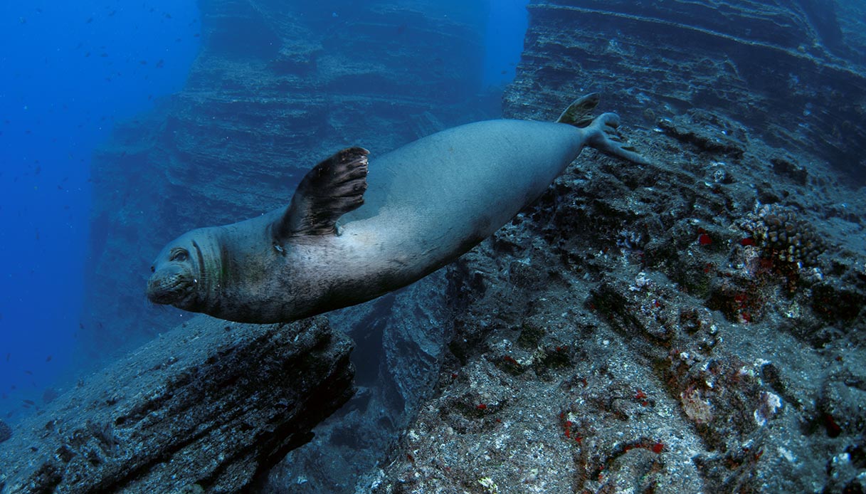 Questa è la storia dell’isola proibita delle Hawaii che in pochi conoscono