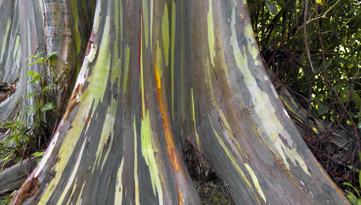 Gli alberi arcobaleno esistono davvero. E sono bellissimi