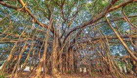 L’albero più grande del mondo si trova in India e simboleggia l’eternità