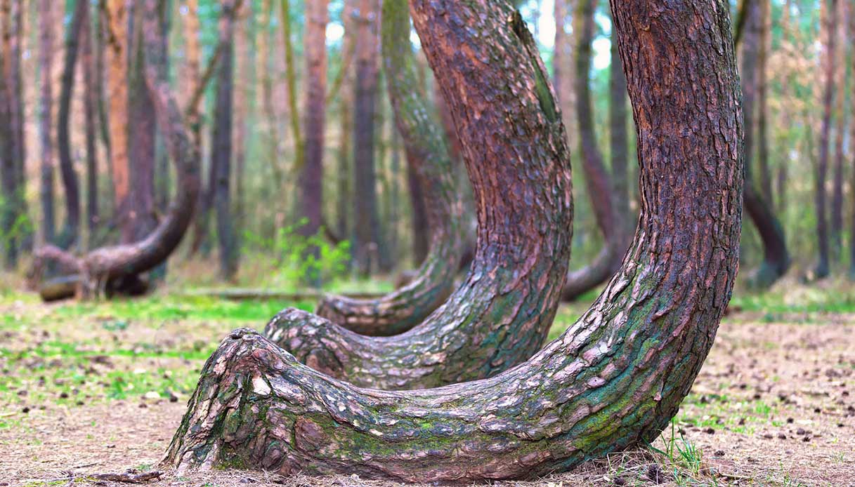 foresta storta