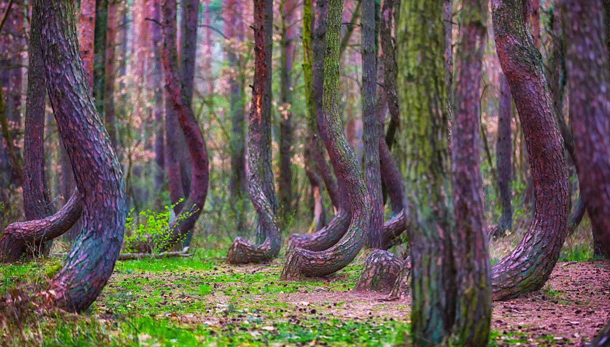 foresta storta polonia