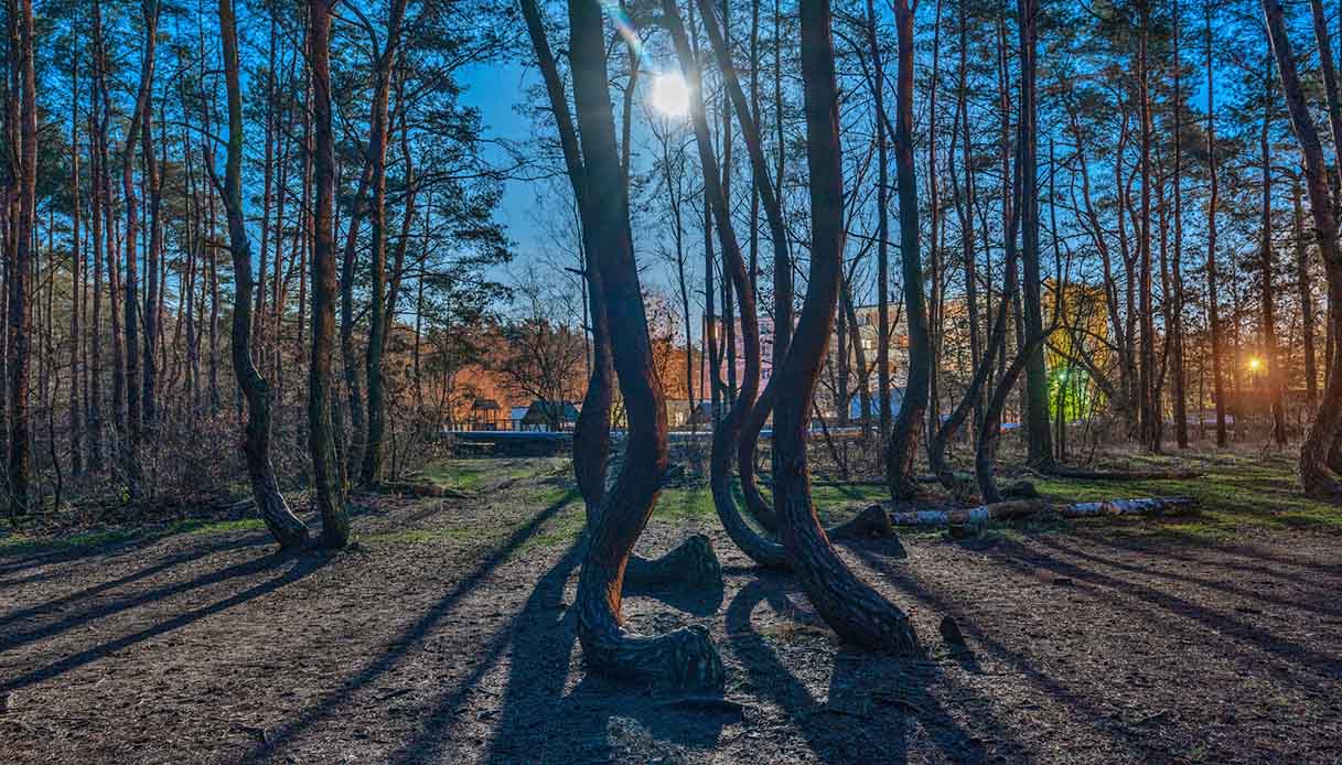 foresta storta