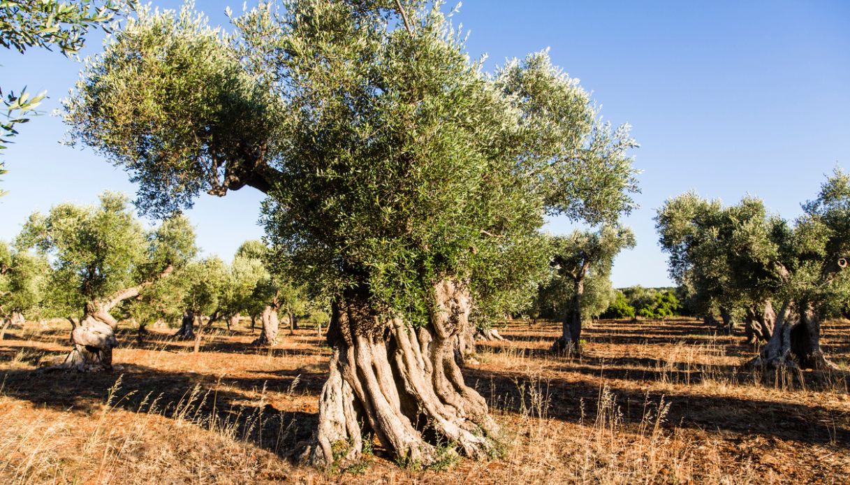 Alberi di ulivo nelle campagna salentine