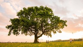 Monumenti verdi, le piante monumentali più belle e importanti d’Italia