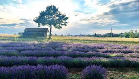 Il Monferrato come la Provenza: ecco gli splendidi campi di lavanda