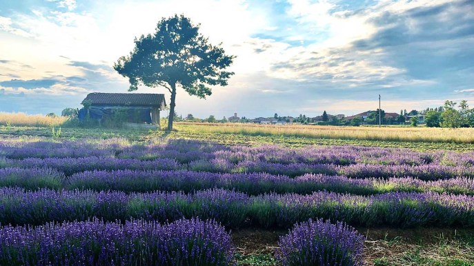 Il Monferrato come la Provenza: ecco gli splendidi campi di lavanda