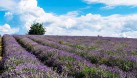 La piccola Provenza del Piemonte immersa tra i campi di lavanda
