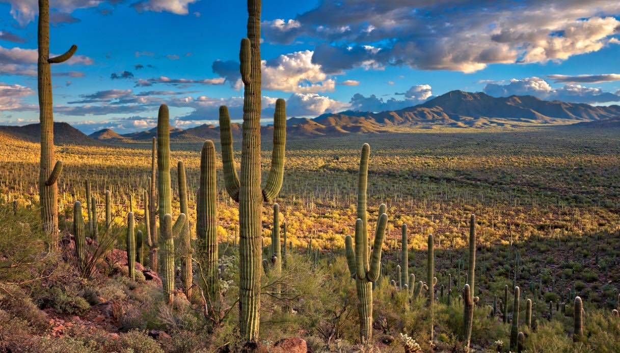Saguaro National Park