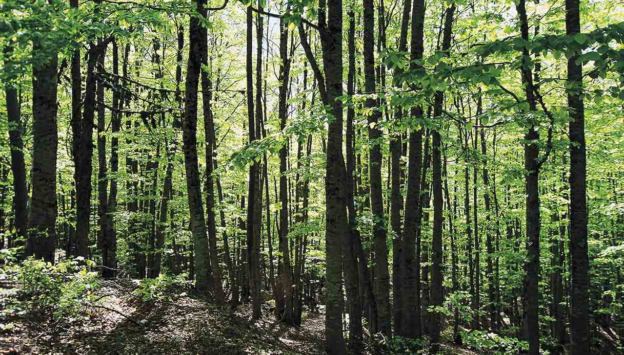 Bosco della Sila