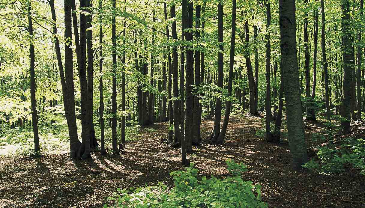 Bosco della Sila