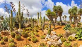 Cactus-mania: dove ammirare i più belli in Italia e nel mondo