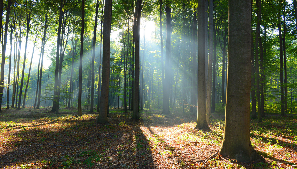 Foresta di Pini