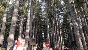 Sentirsi piccoli di fronte alla Natura: hai mai passeggiato nel Bosco dei Giganti?