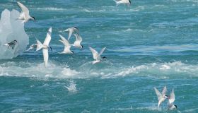 I viaggi più spettacolari del mondo sono quelli fatti da questi animali