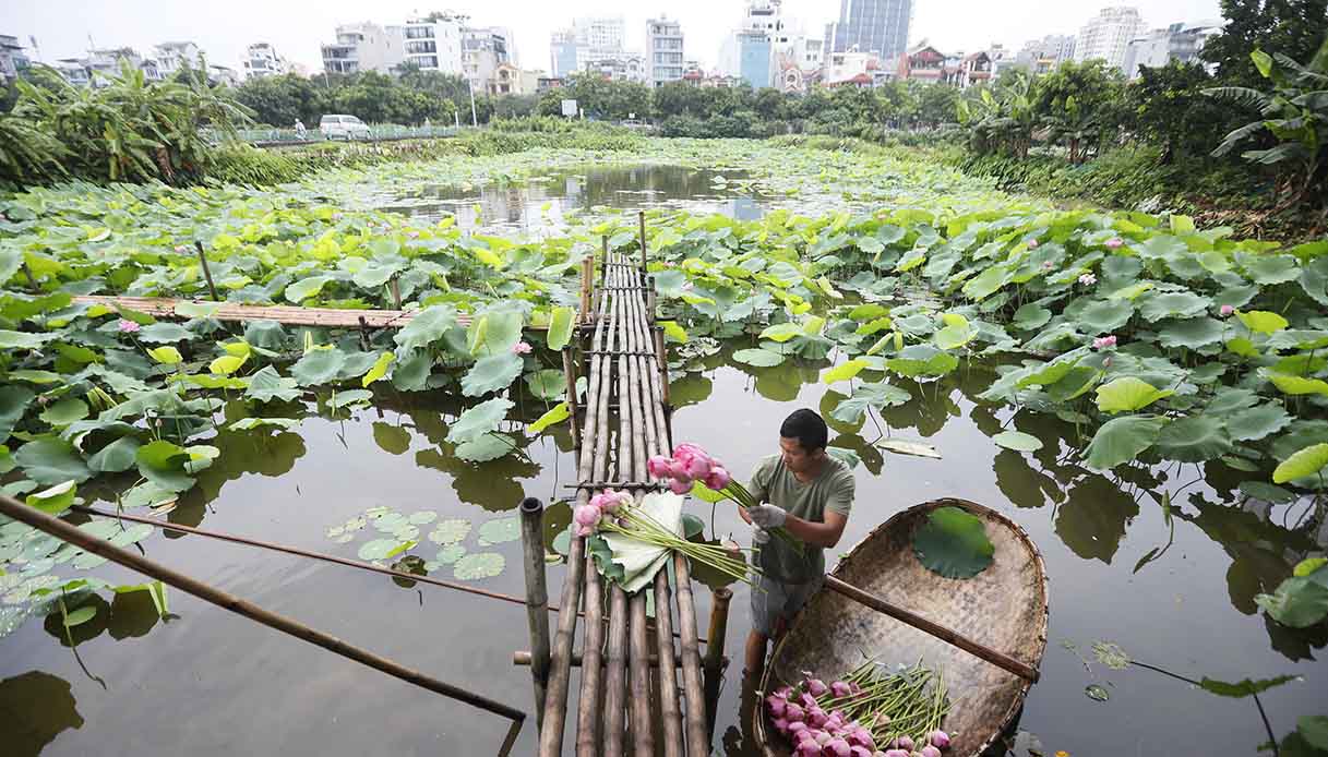 fiori di loto Hanoi