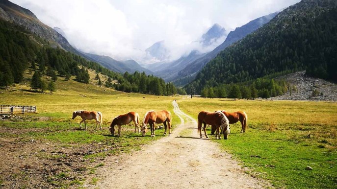 Val di Fosse, questo angolo di Alto Adige è un incanto