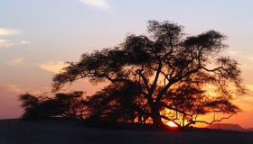 L’albero della vita esiste e si trova nel deserto del Bahrain