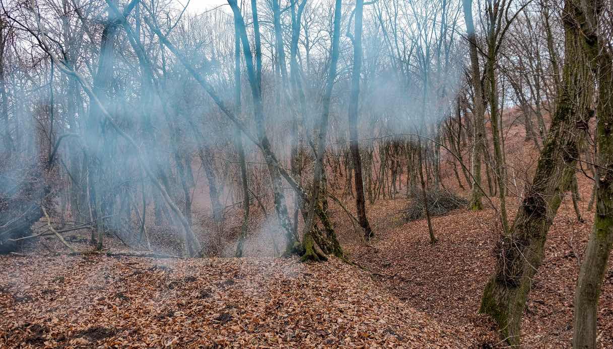 Hoia Baciu foresta Hoia Baciu Forest
