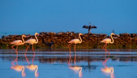 Il fenicottero rosa migra nel Qatar. Le spettacolari immagini