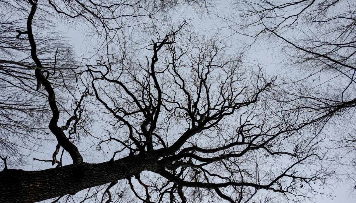 Hoia Baciu foresta Hoia Baciu foresta