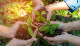 Adottare un albero (o regalarlo) per sentirsi cittadini del mondo