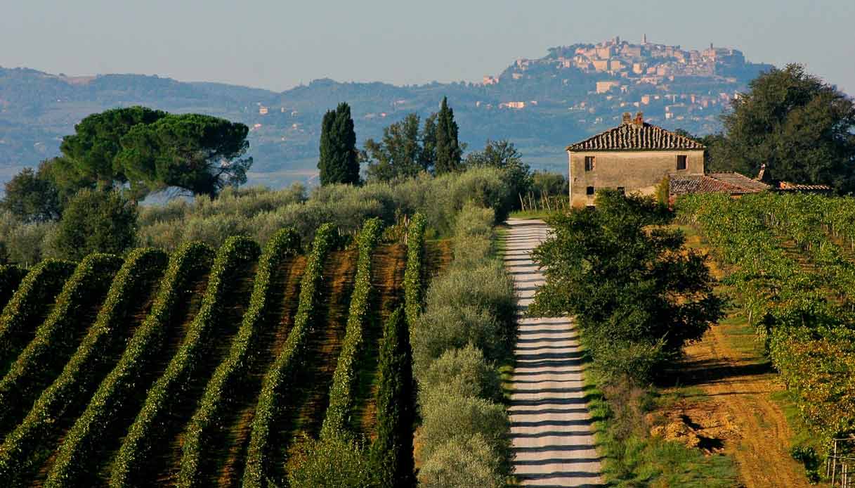 Montepulciano_vigneti