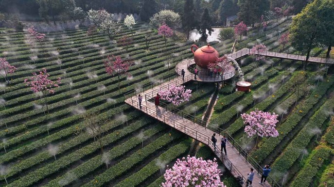 La piantagione di tè che sembra uscita dal libro di Lewis Carroll