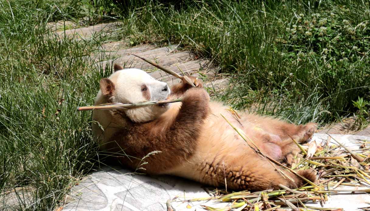 Qi Zai, panda marrone gigante