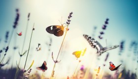 Passeggiare nell’Oltrepò per avvistare farfalle