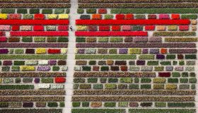 Tappeti colorati invadono l’Olanda: i tulipani in fiore visti dall’alto