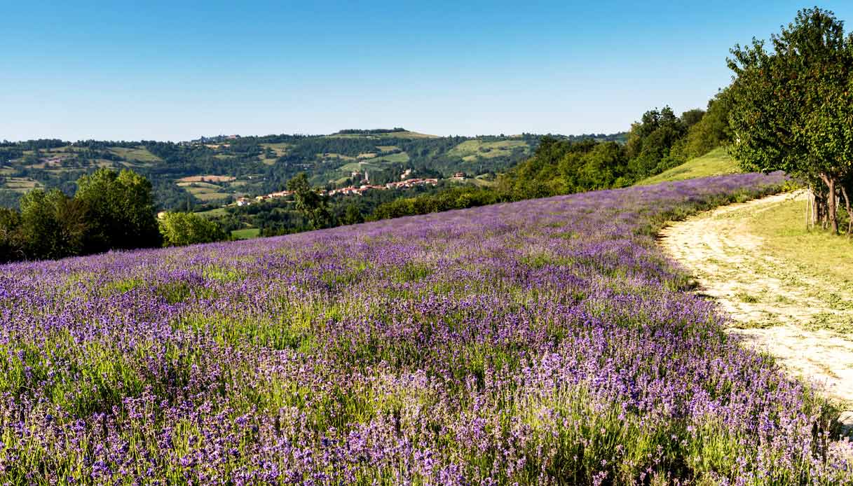 campi-lavanda-sale-san-giovanni