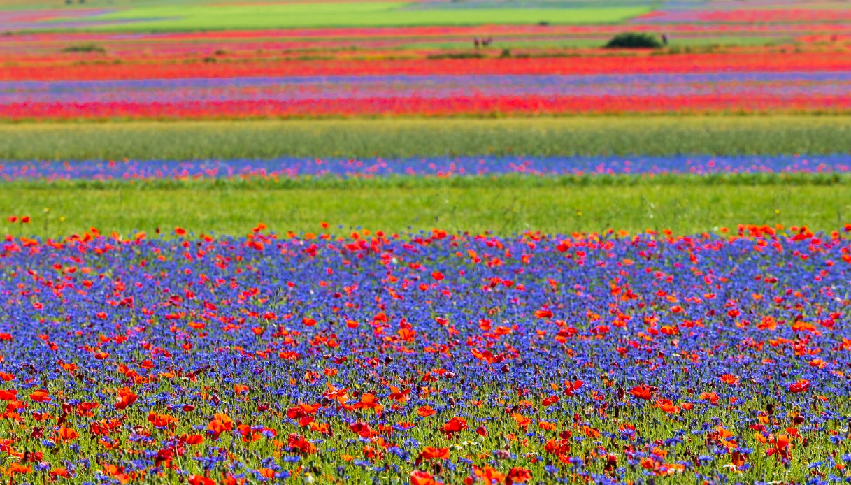 fioritura di Castelluccio di Norcia