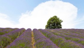 Fioriture di lavanda, lo spettacolo viola dell’Alessandrino e Monferrato
