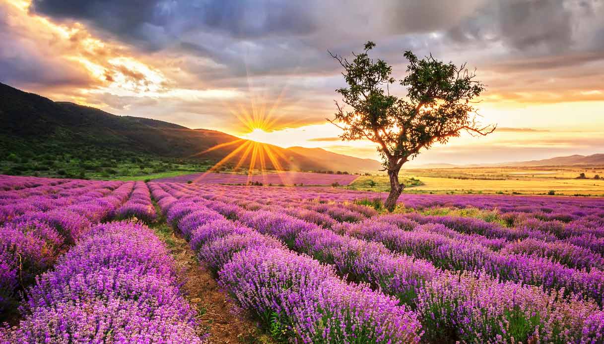 lavanda-oltrepo-pavese