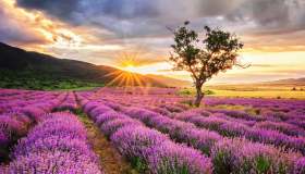 L’Oltrepò Pavese come la Provenza, i campi di lavanda da sogno