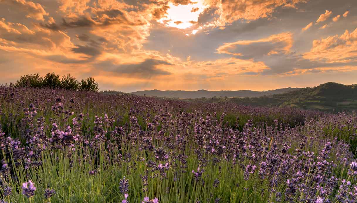 lavanda-sale-san-giovanni