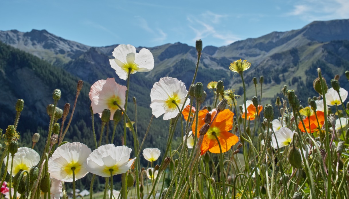 Il papavero delle Alpi Giulie