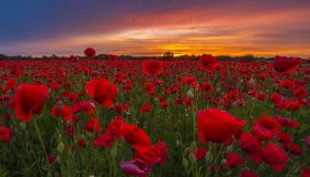 Tutti pazzi per i papaveri: le fioriture più belle d’Italia