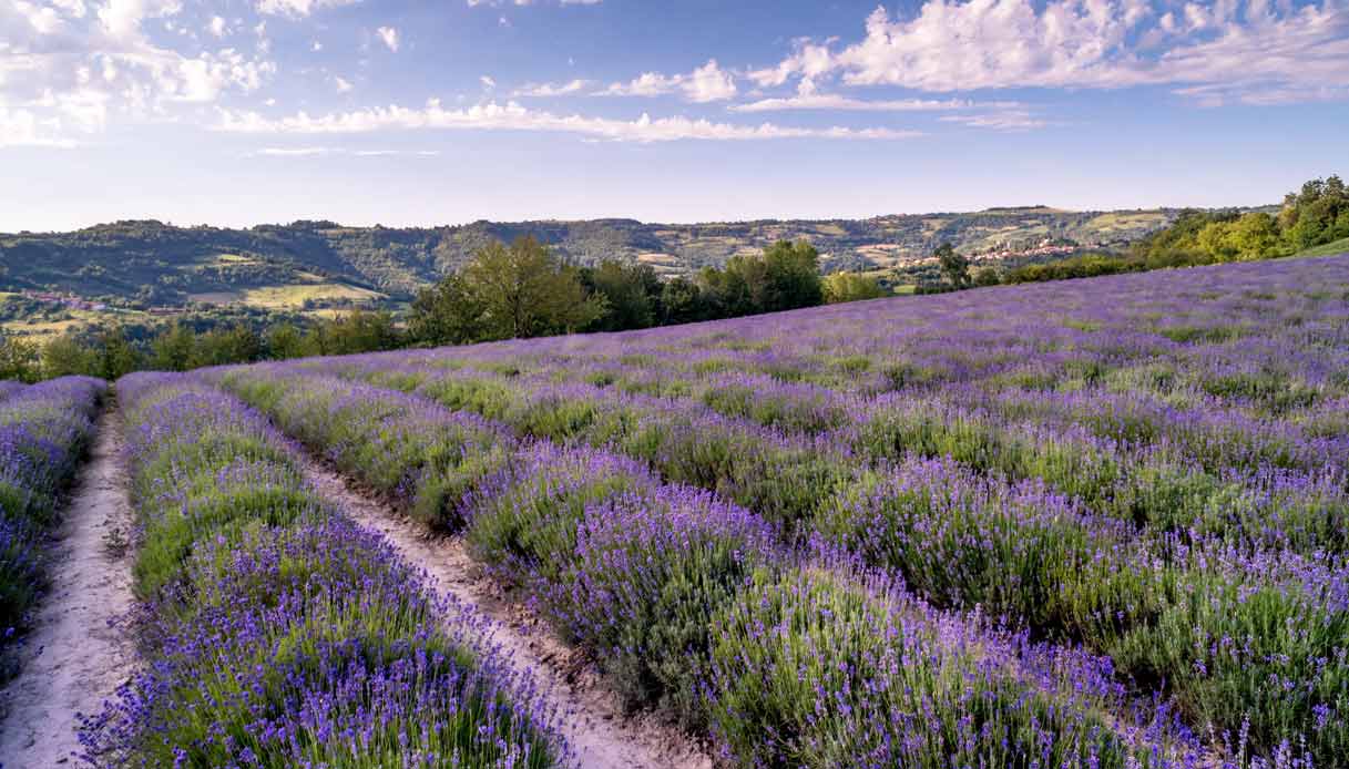 sale-san-giovanni-lavanda