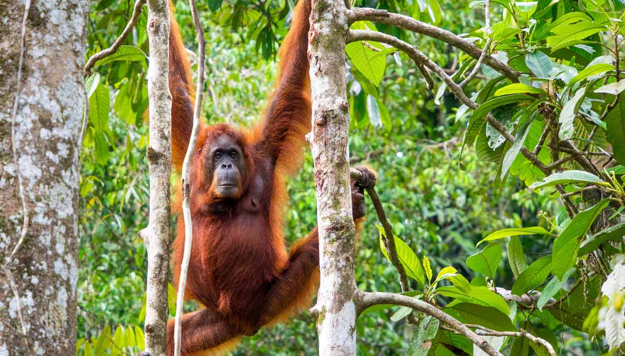sarawak-orango