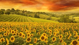 Tra l’oro giallo d’Italia: ecco i campi di girasoli più belli