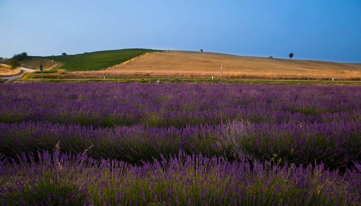 È la Toscana il paradiso italiano della lavanda