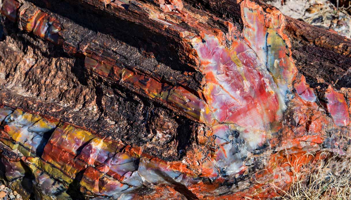 Petrified Forest