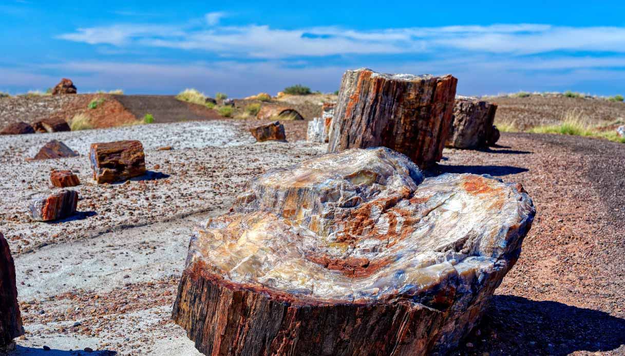 Petrified Forest