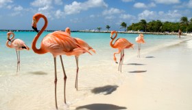 Smartphone alla mano e occhi aperti: si va a caccia di fenicotteri rosa