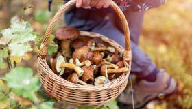 L’Italia dei funghi, le zone migliori dove gustarli
